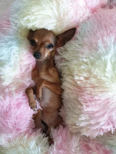 Pet Dog Bed For Dog Large Big Small For Cat House Round Plush Mat Sofa Dropshipping Products Pet Calming Bed Dog Donut Bed